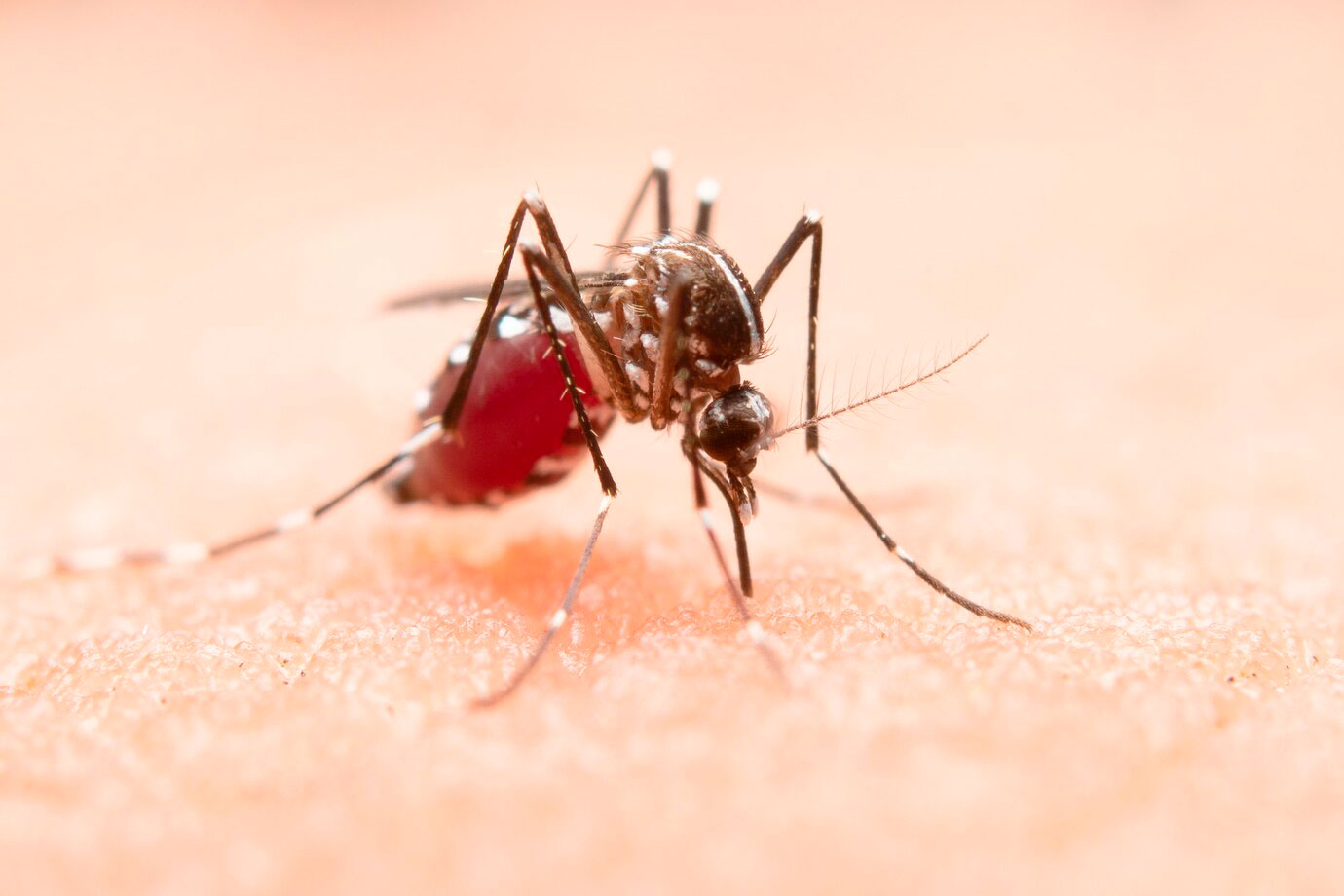 A importância de combater o Aedes Aegypti