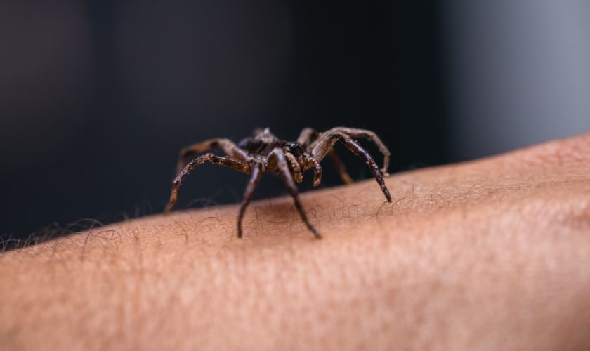 Dedetização contra aranhas: como funciona?