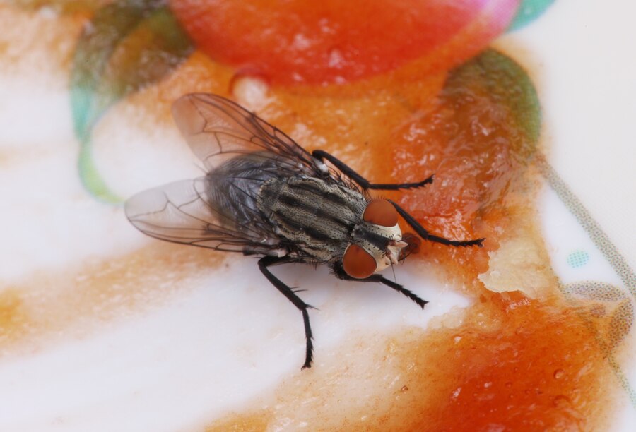 Como manter moscas longe do seu imóvel