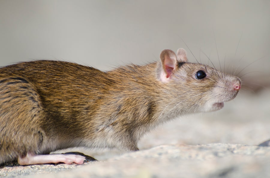 Dedetização de ratos em Sorocaba