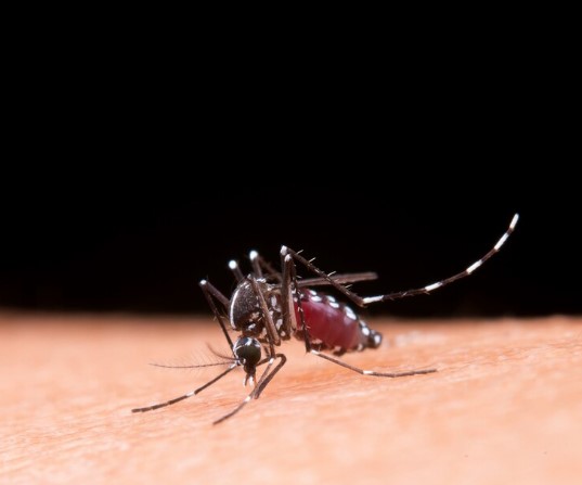 Como é realizado o serviço de dedetização contra dengue?