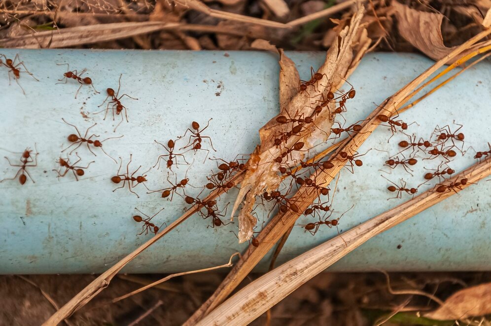 Pragas mais comuns durante o Inverno e como combatê-las