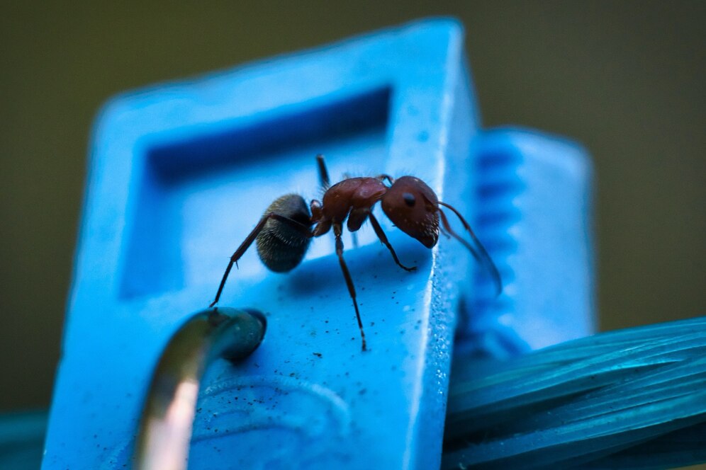 Como Identificar Infestações de Insetos Comuns em Casa