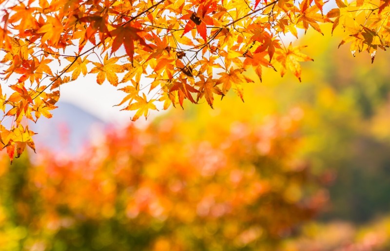 Outono é a Melhor Época para Dedetizar? Descubra Por Quê