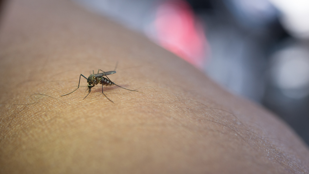 Mosquitos no verão: por que aumentam e como prevenir