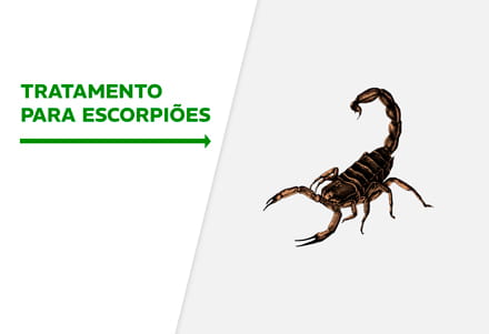 Tratamento para escorpiões em Sorocaba