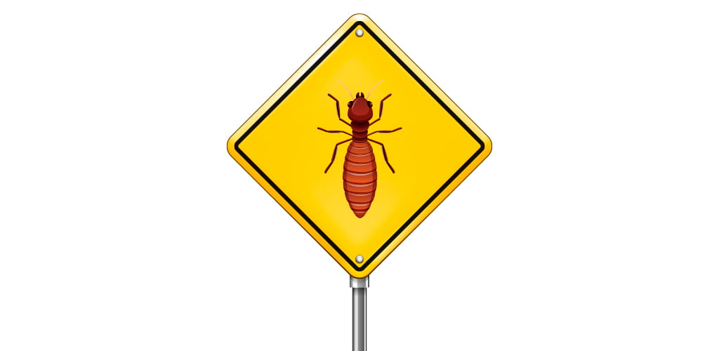 Sinais de cupins que muita gente ignora