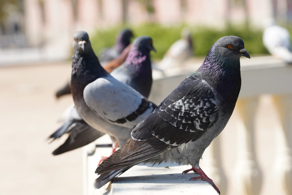 Pombos