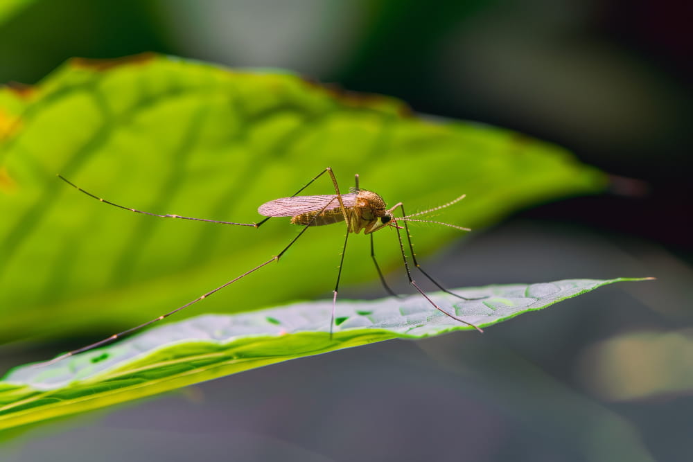 Primavera e aumento de mosquitos: como proteger sua casa